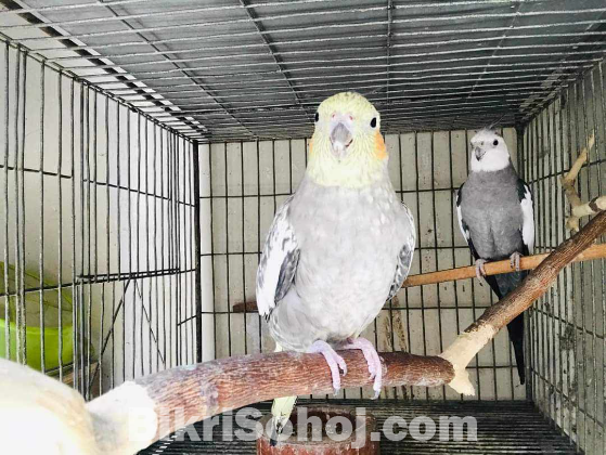 Adult Cockatiel Pair